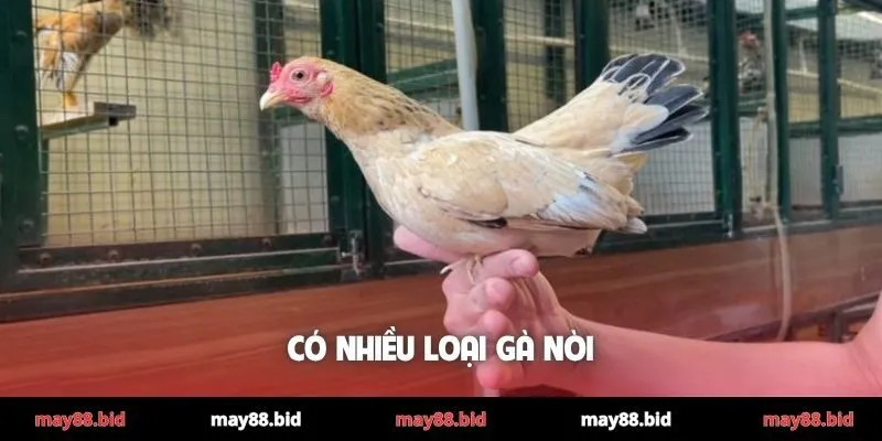 Có nhiều loại gà nòi