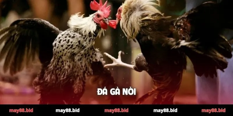 Đá gà nòi