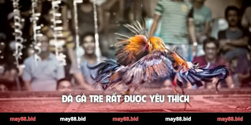 Đá gà tre rất được yêu thích