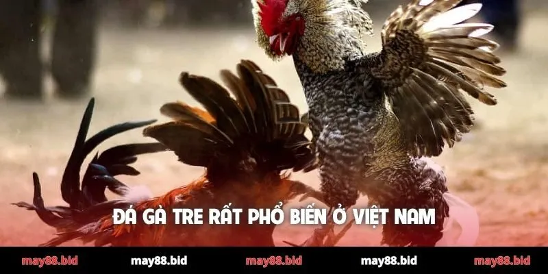 Đá gà tre rất phổ biến ở Việt Nam