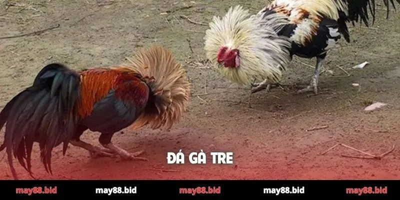 Đá gà tre